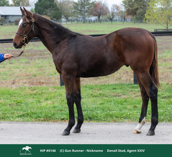 Gun Runner colt from Ni
