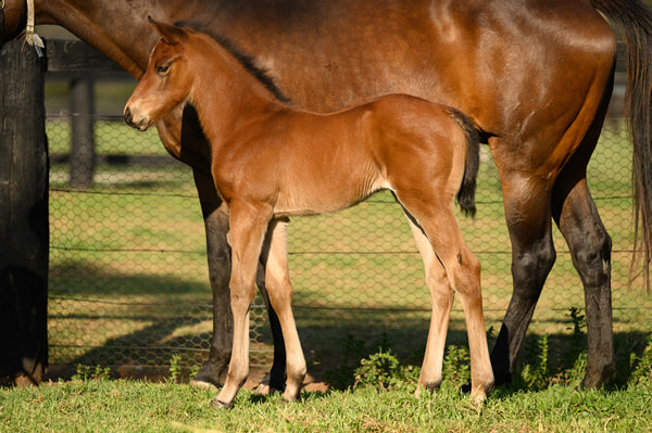 Little Surfer Girl's Home Affairs colt on Breednet foal gallery