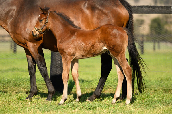 Home Affairs colt foal from Sea Siren.