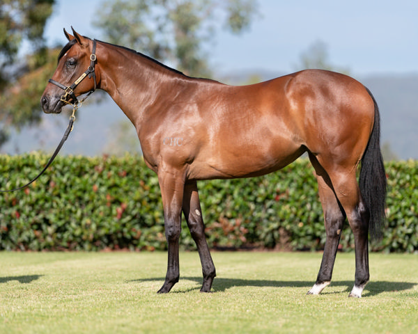 Hampton Queen a $360,000 Inglis Premier yearling