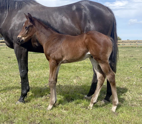 Hanseatic x Ellas colt