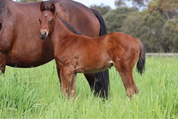 Hanseatic x Maguli colt