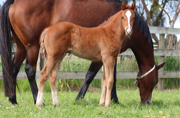 Hanseatic x Sophie's Revenge filly