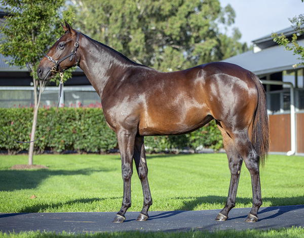 Harvest Moon a $420,000 Inglis Easter yearling
