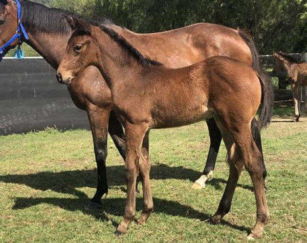 Heights pictured as a foal at Davali Thoroughbreds in 2018.