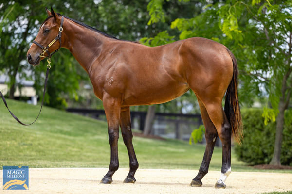 Heinous a $60,000 Magic Millions yearling