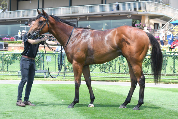 Hello Romeo built in the image of his sire (image Brett Holburt/Racing Photos)