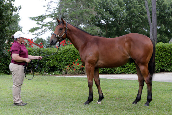 Hello Romeo a $150,000 Karaka yearling