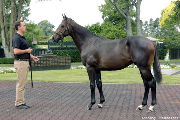 Here To Shock a $70,000 Karaka yearling