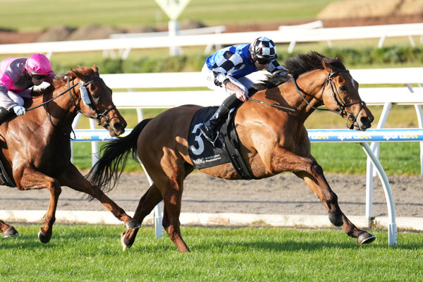 Herman Hesse defies Hit The Road Jack (image Scott Barbour/Racing Photos)