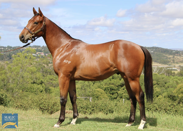 Hidden Wealth a $110,000  Magic Millions March yearling 