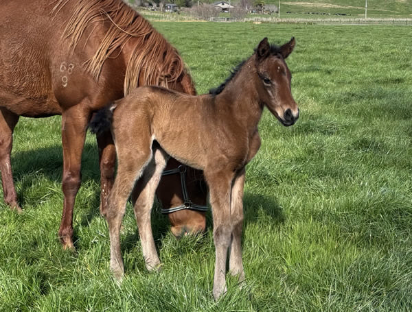 Hilal filly from La Frox - she's a beauty!