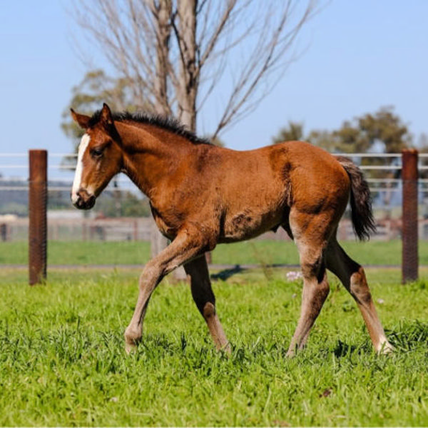 Hitotsu x Savonia filly at Arrowfield Stud