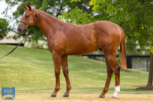 Holmes a Court an $850,000 Magic Millions yearling