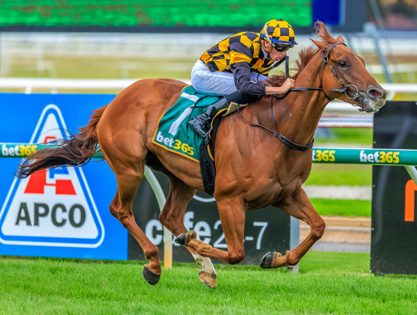 Holymanz wins the $300,000 Bet365 Coastal Classic (1700m) at Geelong (image Grant Courtney)
