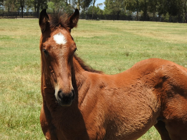 The miracle baby, a filly by Home Affairs from Raheights.