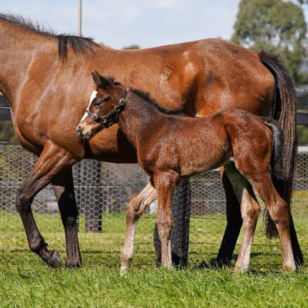 Home Affairs x Twinkle colt