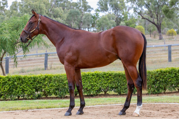 Hot Digity Boom an $80,000 Inglis Premier yearling