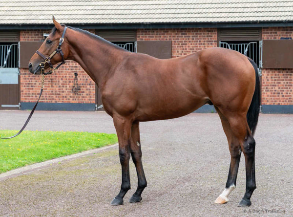 Hotazhell a 70,000gns Tattersalls October yearling and 200,000 gns Breeze Up