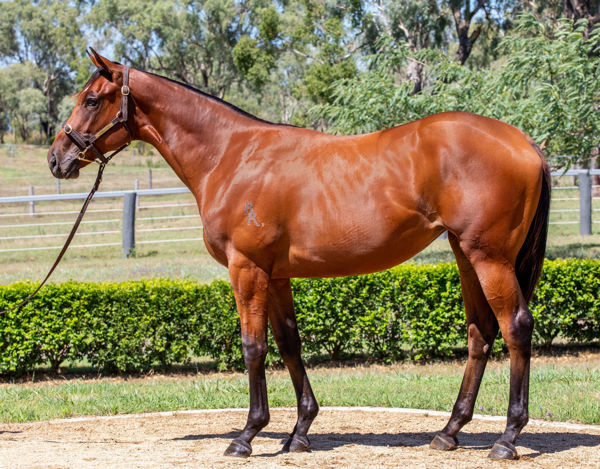 Hurricane Georgie a $200,000 Inglis Classic yearling