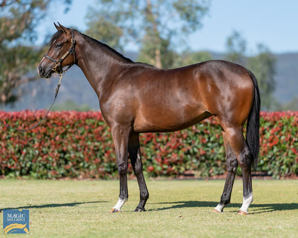 Hurry Curry passed-in short of her $150,000 at the Magic Millions