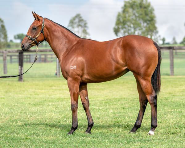 Hypothetical a $310,000 Inglis Premier yearling