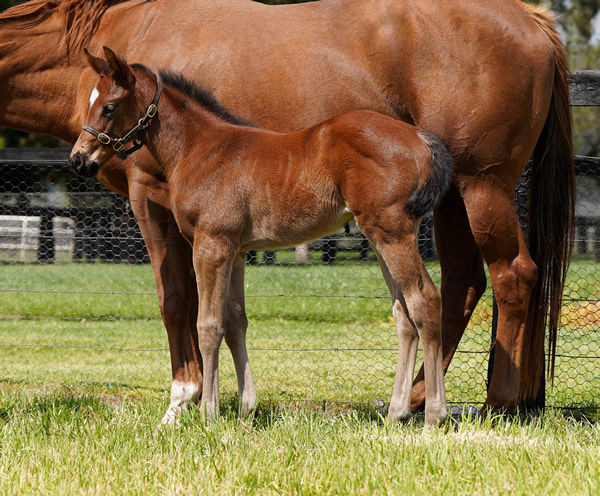 I Am Invincible filly from Platinum Jubilee.