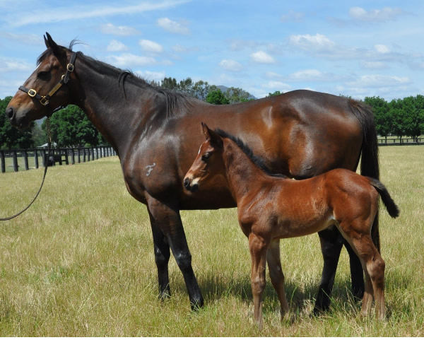 I Am Me pictured as a foal at Coolmore Australia in 2018.