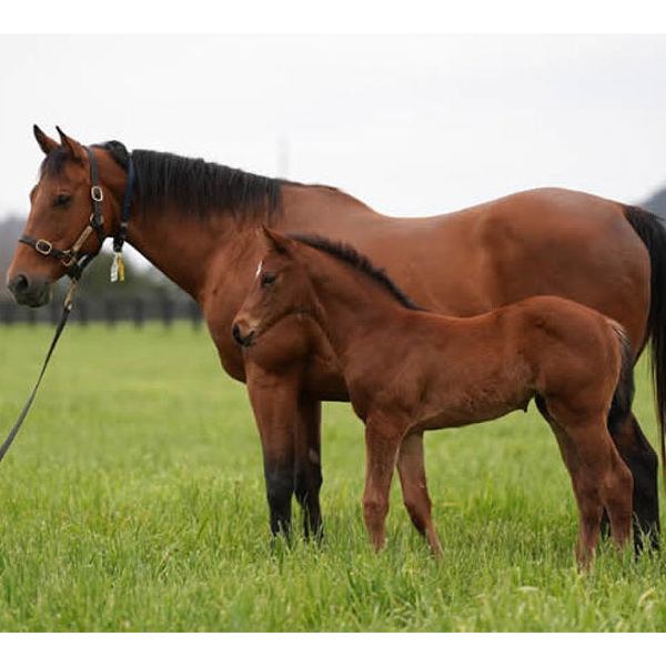 I Am Invincible x Ruud Awakening filly