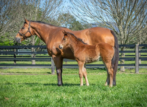 Miss Interiors and her filly foal by I Am Invincible.