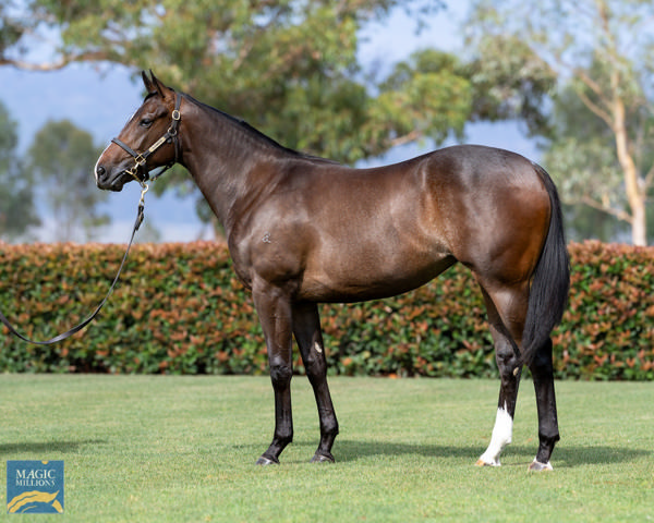 Icarian Dream a $300,000 Magic Millions yearling