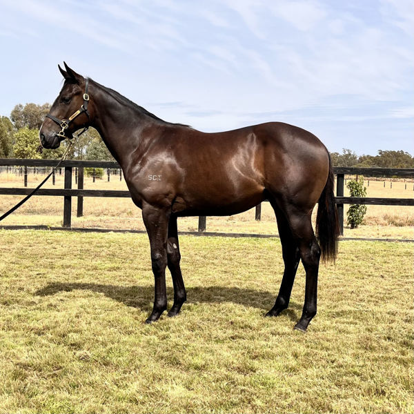 Immortal Shield a $50,000 Inglis Premier yearling