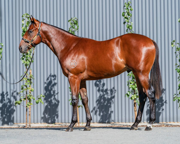 Imperial Force a $1,600,000 Inglis Easter yearling