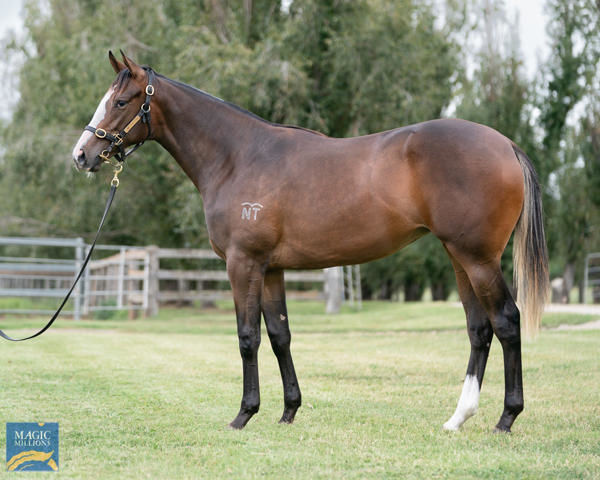 In Flight a $220,000 Adelaide Magic Millions yearling