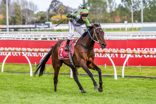 Caulfield Cup winner Incentivise is just one of the stars sired by Shamus Award - image Grant Courtney.