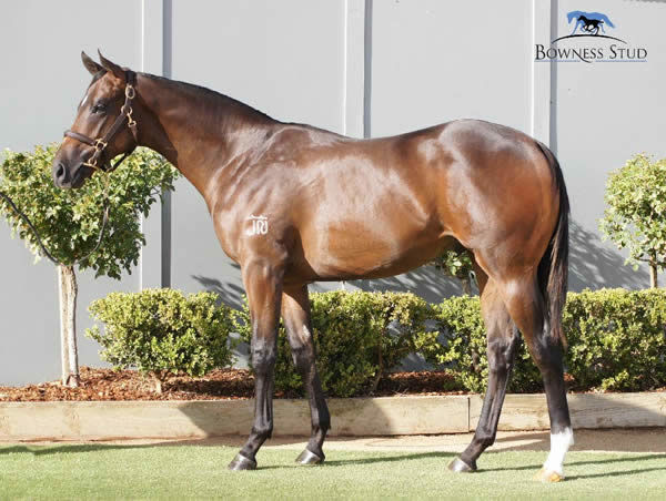Indian Pacific a $110,000 Inglis Premier yearling
