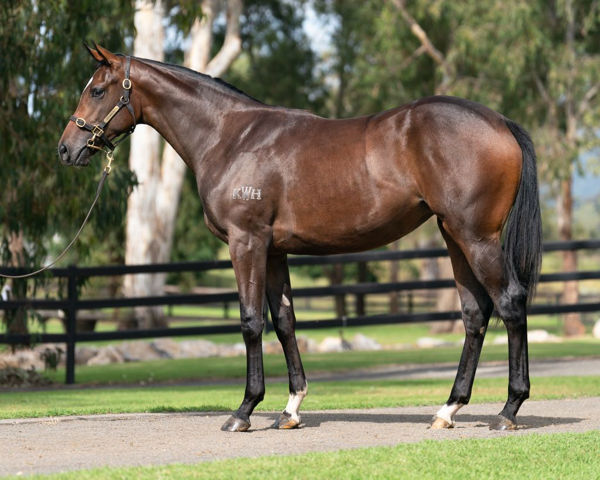 Inhibitions a $380,000 Inglis Easter yearling