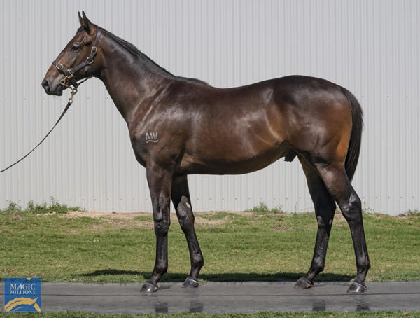 Investmentstrategy a $120,000 Perth Magic Millions yearling