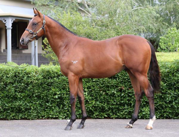 Invincible Crown a $30,000 Inglis Premier yearling