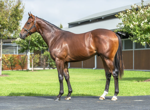 Invincible Papa a $200,000 Inglis Easter yearling