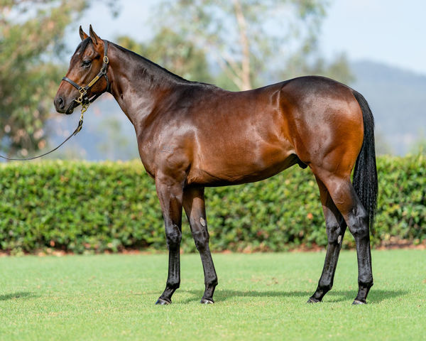 Iron Hawk a $220,000 Inglis Classic yearling