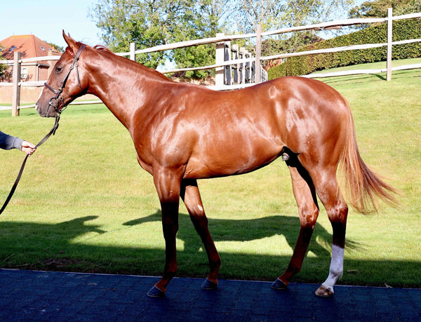 Ironton a 200,000 gns Tattersalls October yearling