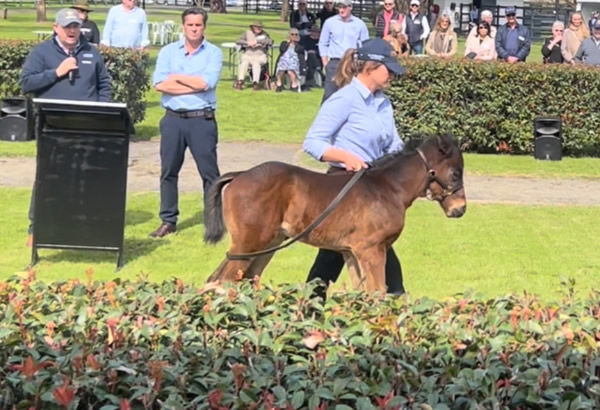 Jacquinot colt from All Sassed Up was on show at Widden Stud.