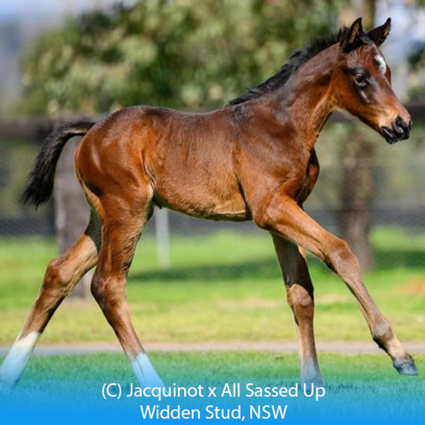 Jacquinot x All Sassed Up colt