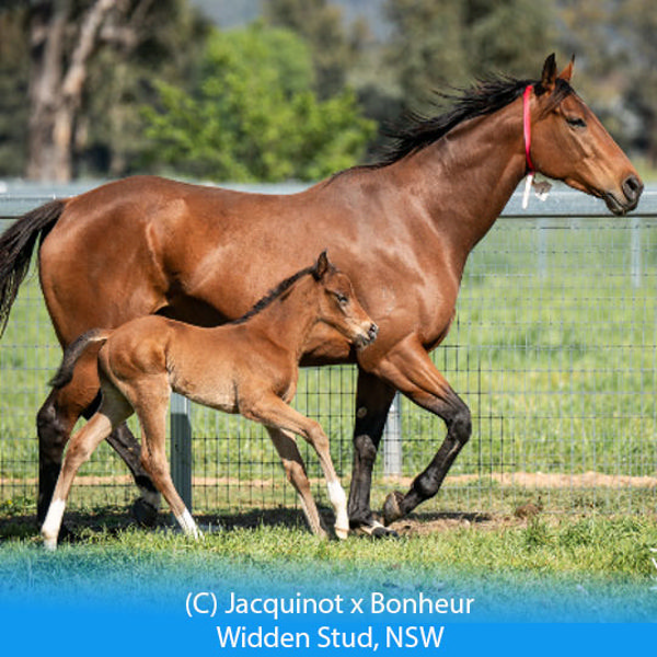 Jacquinot x Bonheur colt