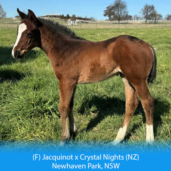 Jacquinot x Crystal Nights filly