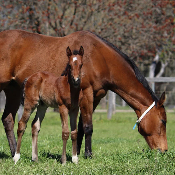 Jacquinot x Downloads colt at Lime Country Thoroughbreds