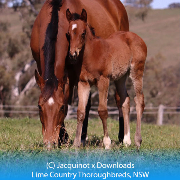 Jacquinot x Downloads colt