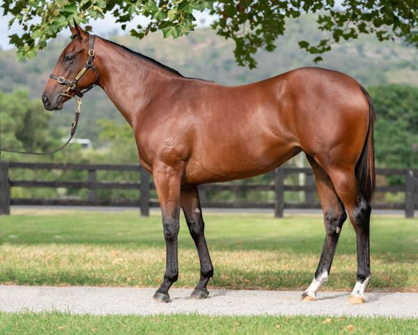 Jal Lei a $180,000 Inglis Easter yearling