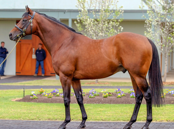 Johannesburg (USA) shuttled to Coolmore Australia for five seasons.